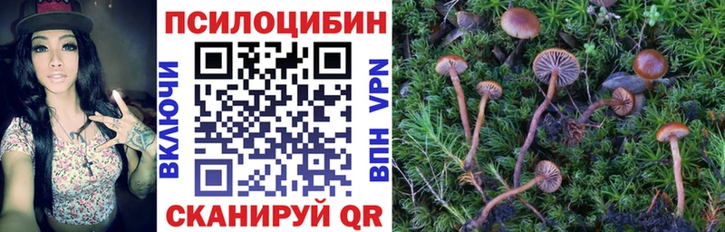 Галлюциногенные грибы Psilocybe  купить наркоту  Нелидово 